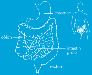 Schéma des organes digestifs internes